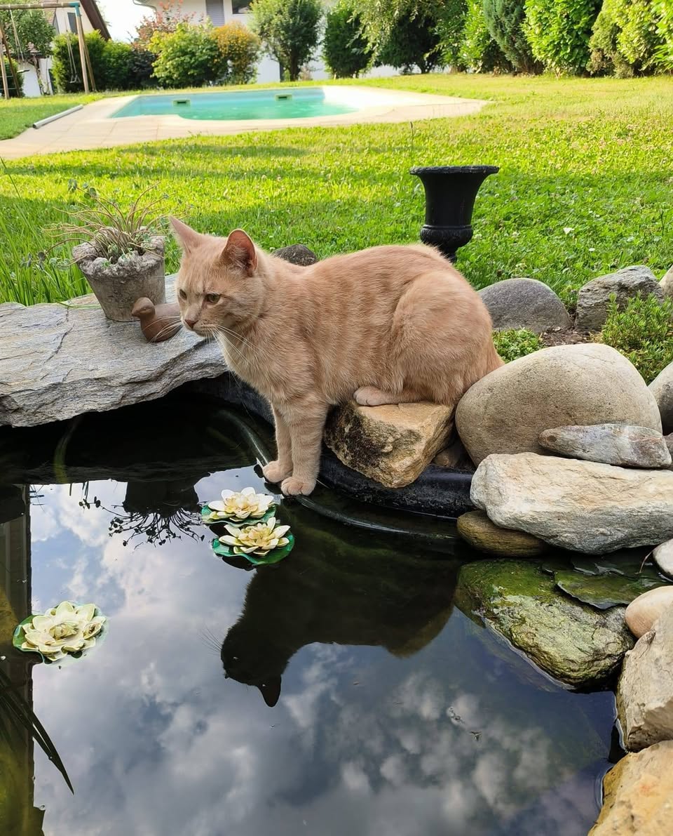 Lost cat