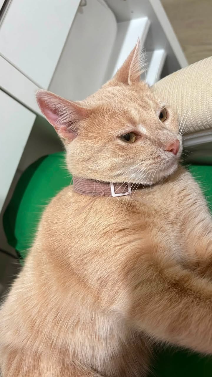 Lost cat
