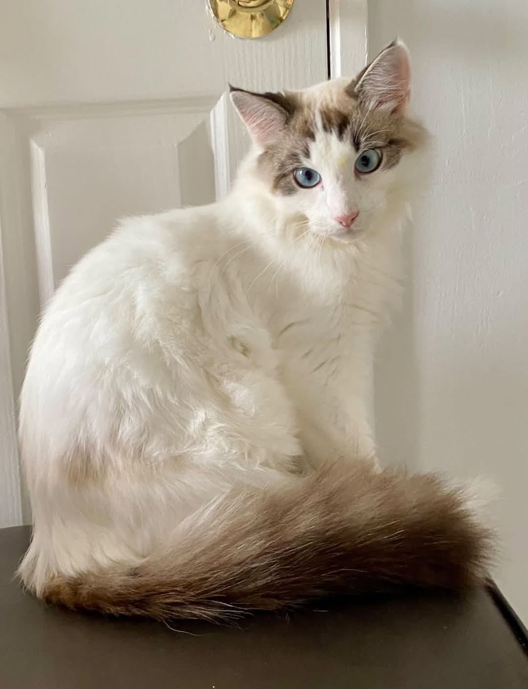 Lost cat