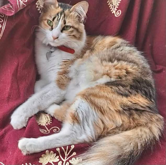 Found cat