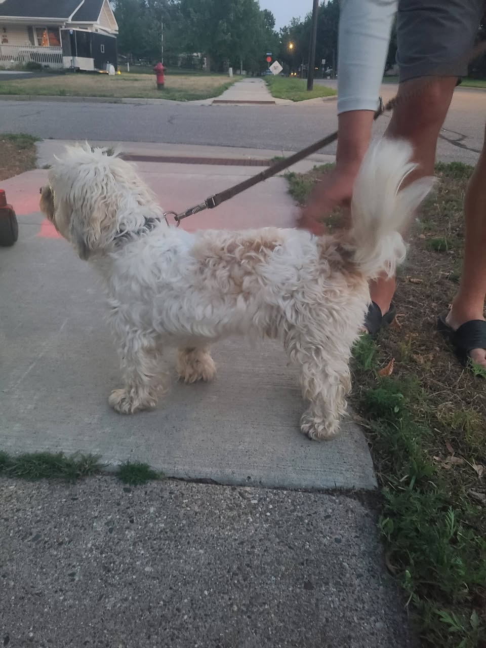 Found dog