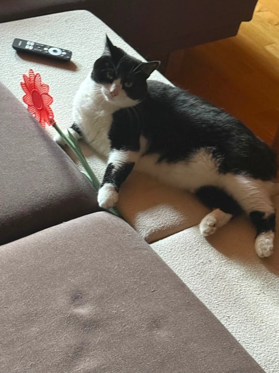 Lost Cat in Fribourg