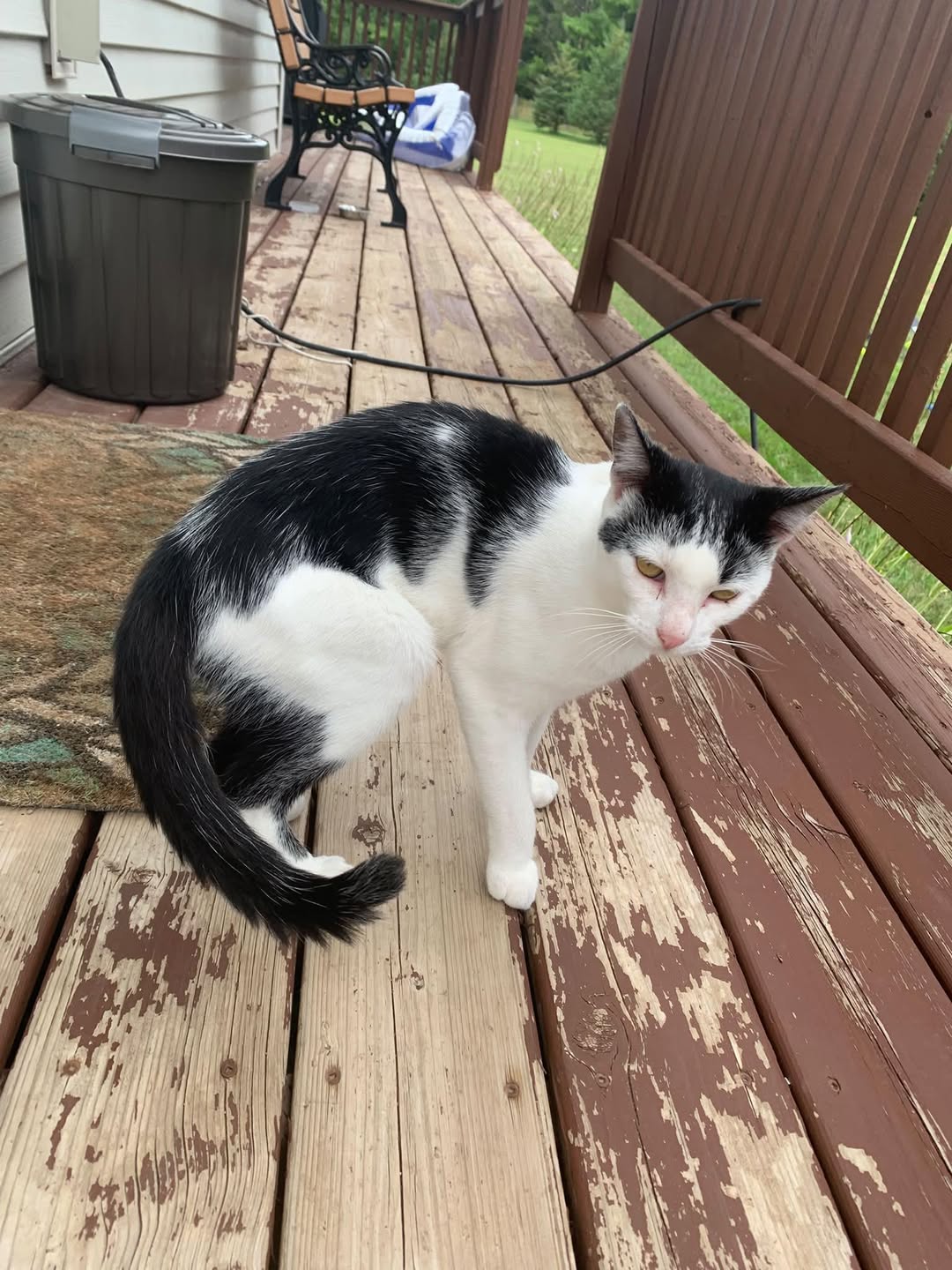 Found cat