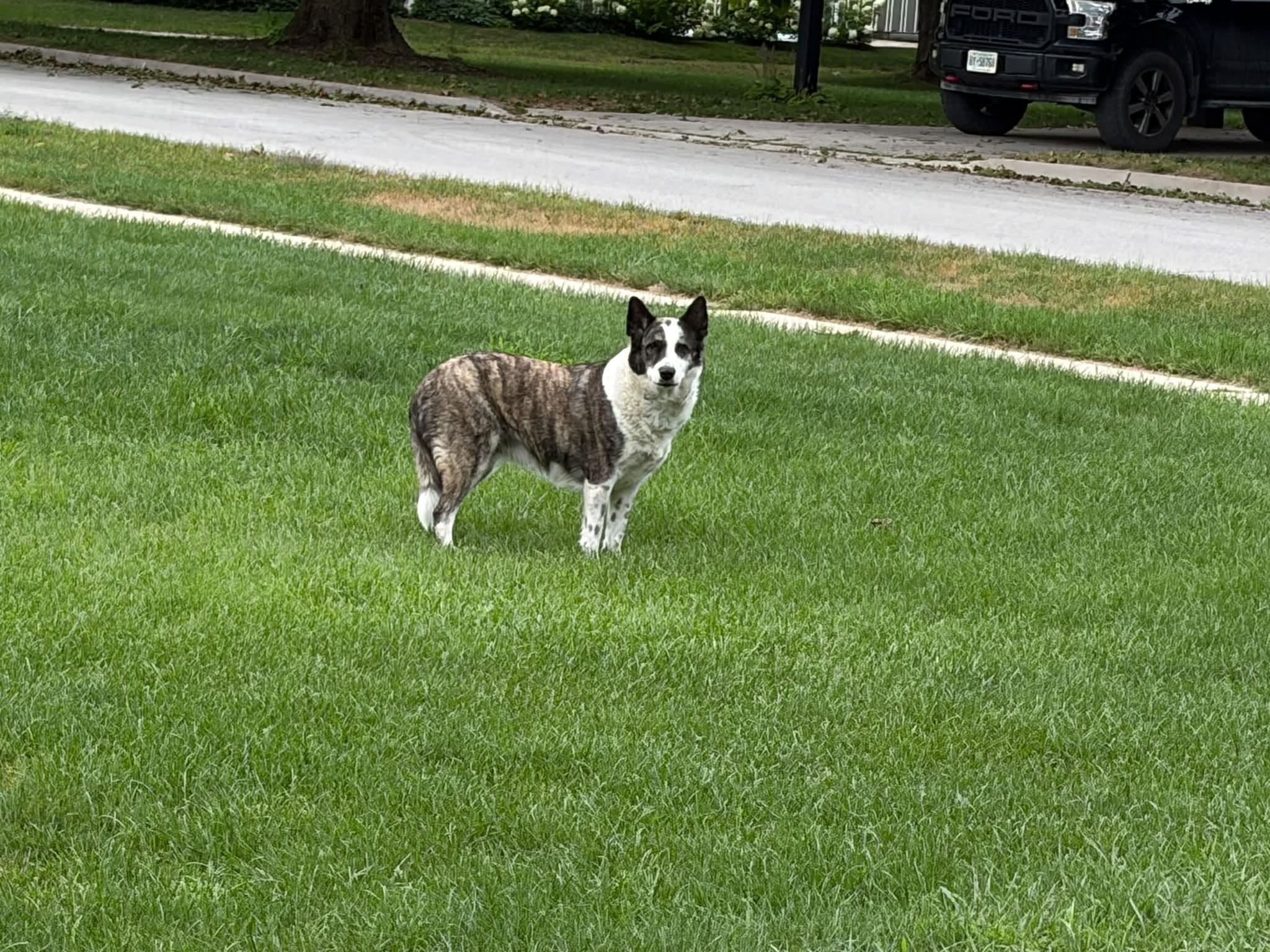 Found dog