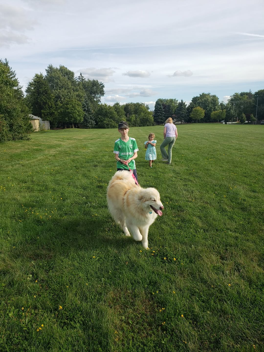 Lost Dog in Osprey Township