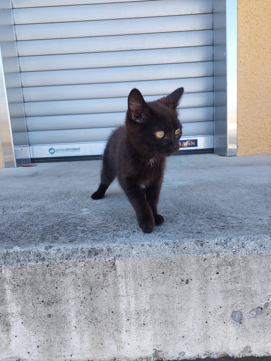 Found cat