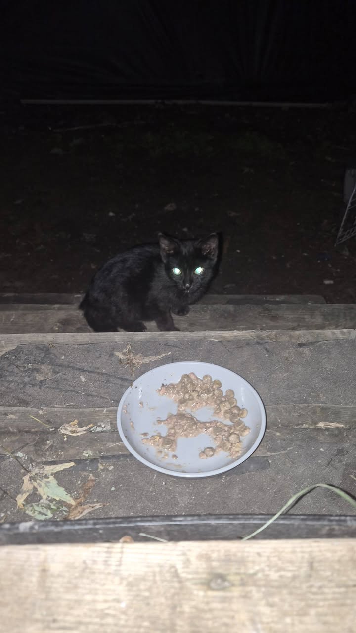 Found cat