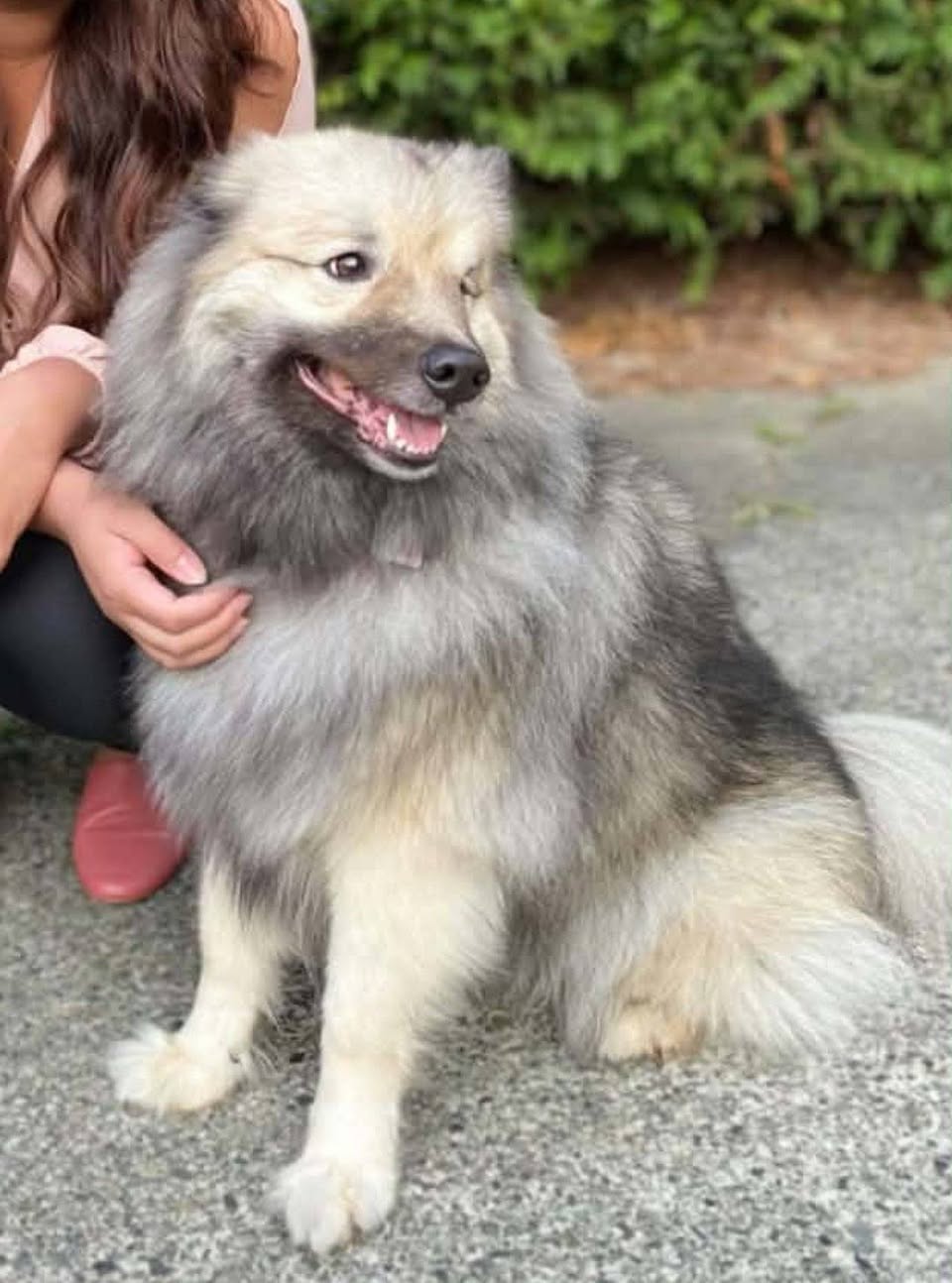 Lost Dog in Richmond