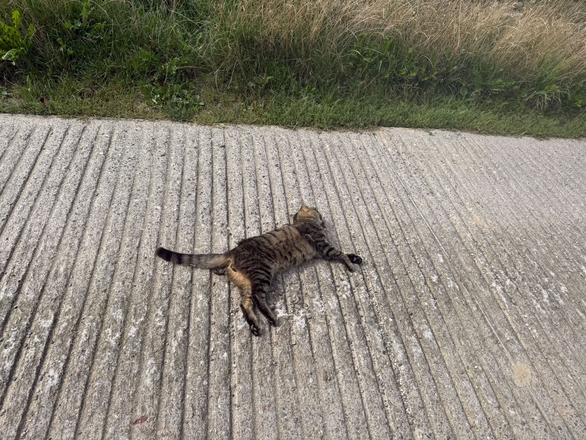 Found Cat in Vaud