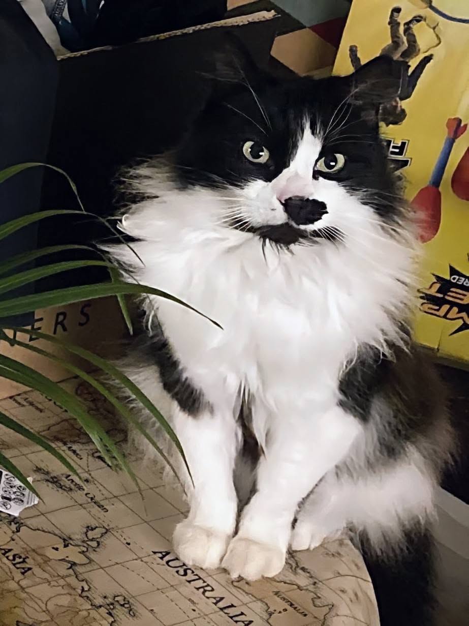 Lost cat