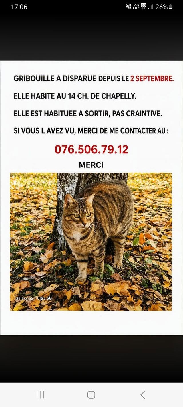 Lost cat