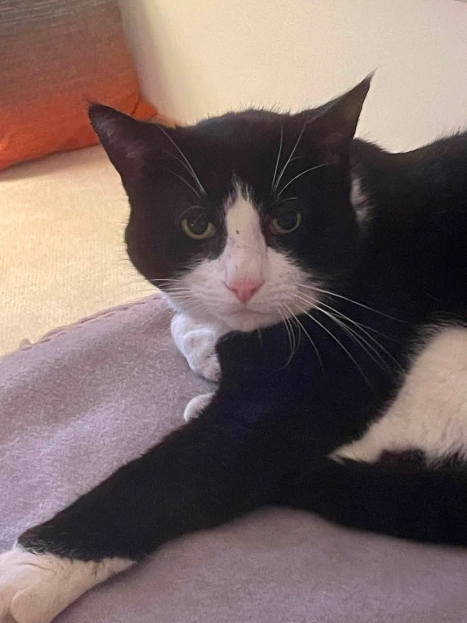 Lost cat