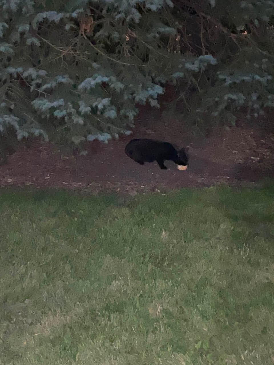 Found cat