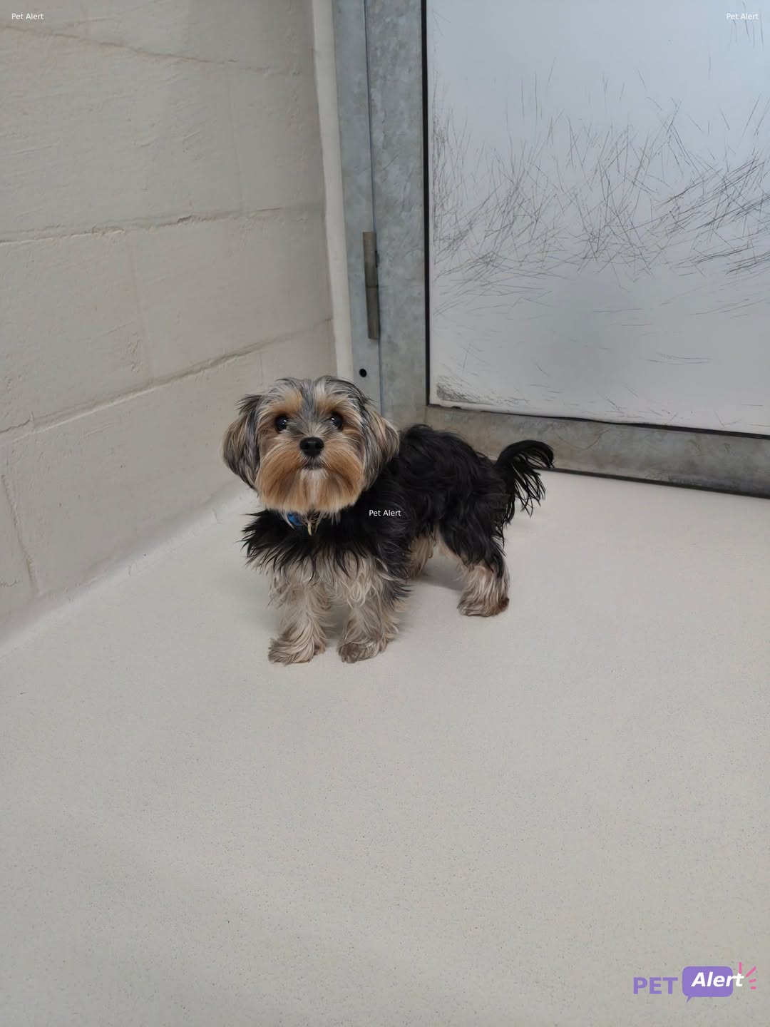 Found dog
