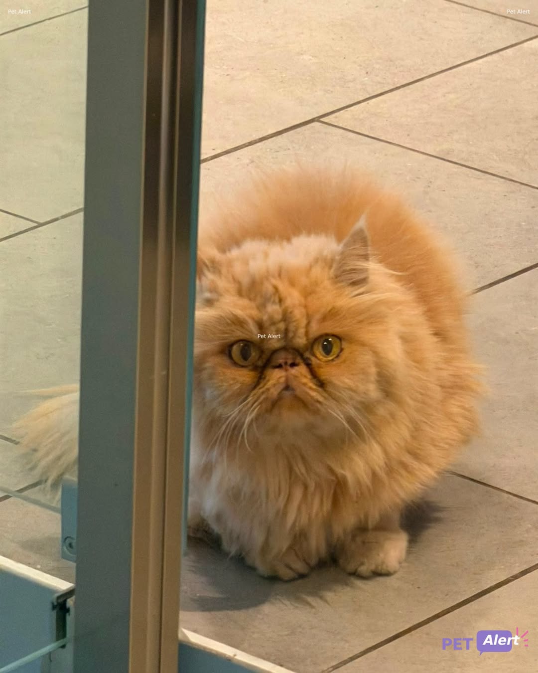 Found cat