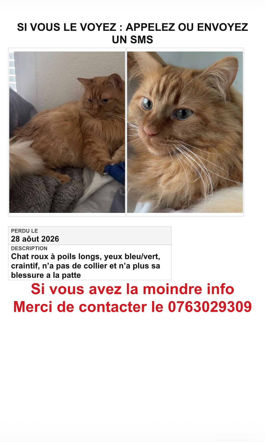 Lost Cat in Suisse Romande