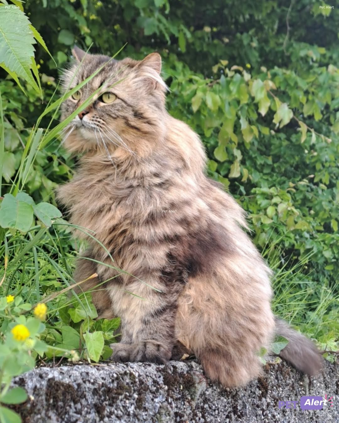 Lost Cat in Lausanne