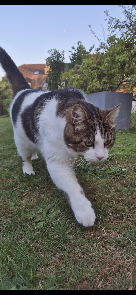 Lost cat