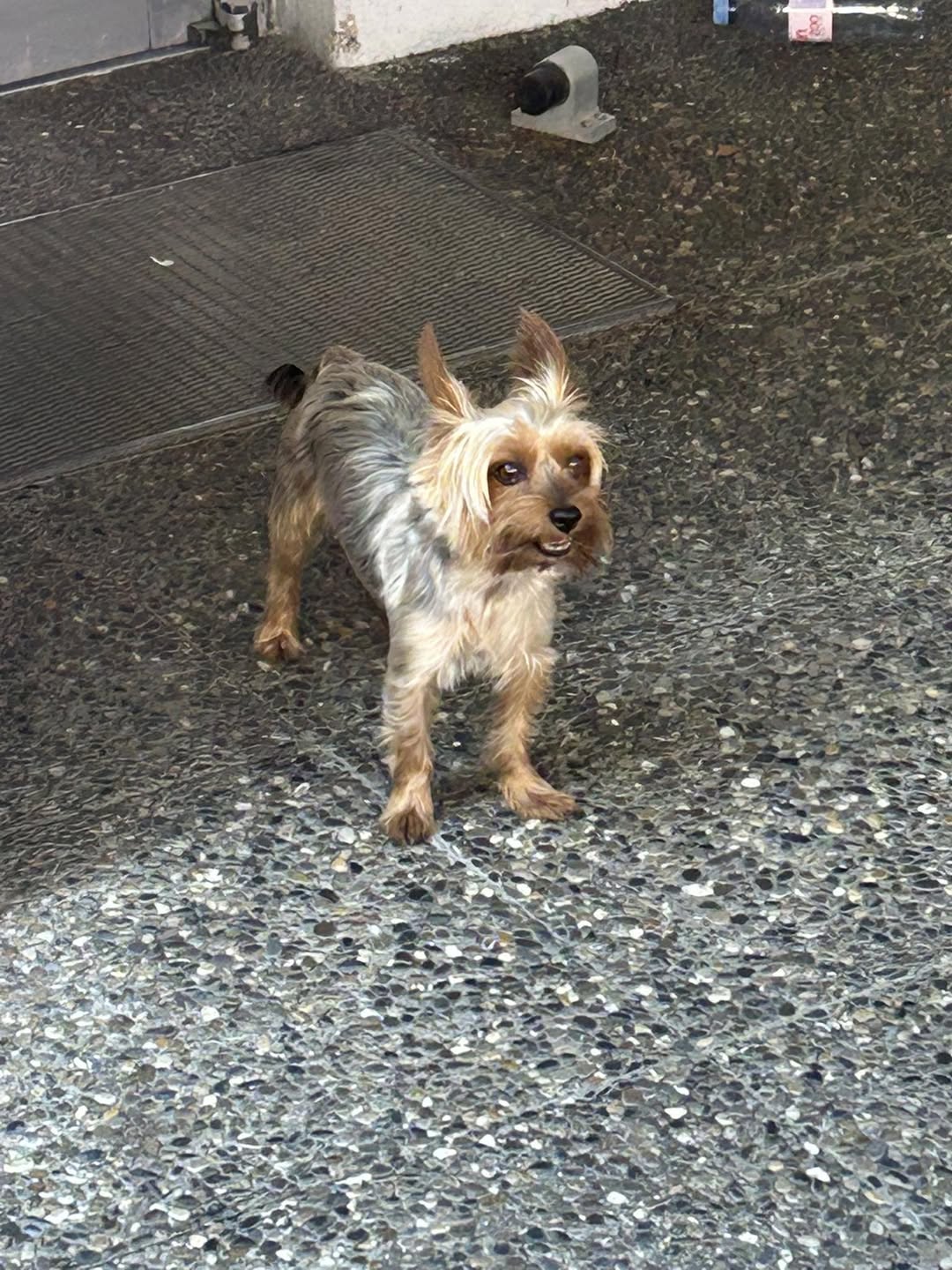 Found dog