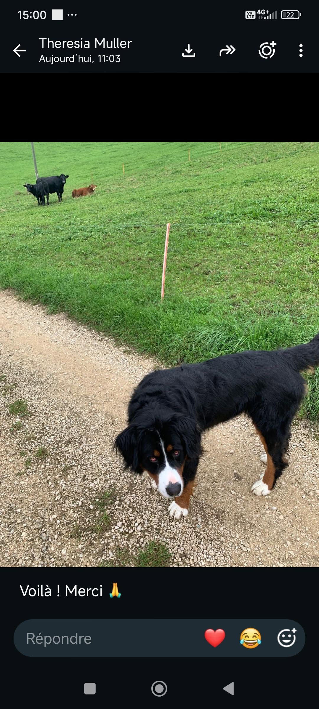 Lost Dog in Porrentruy