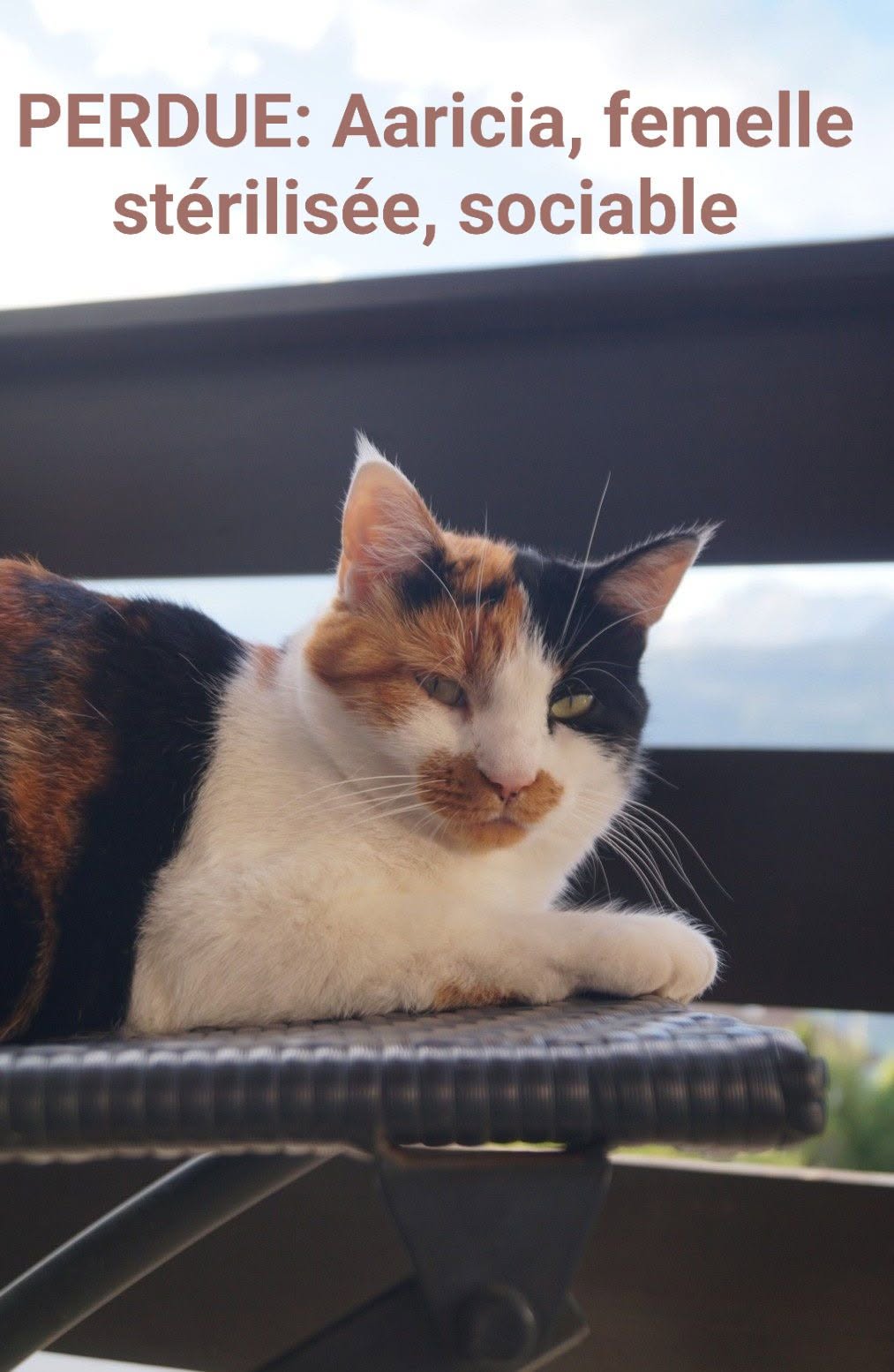 Lost Cat in Suisse Romande