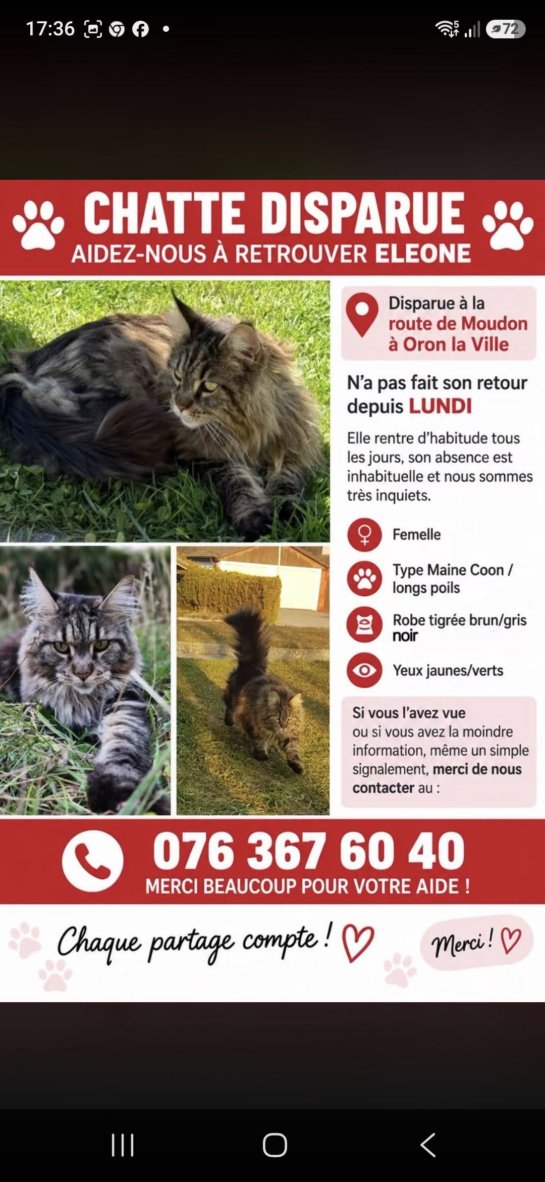 Lost Cat in Oron-La-Ville
