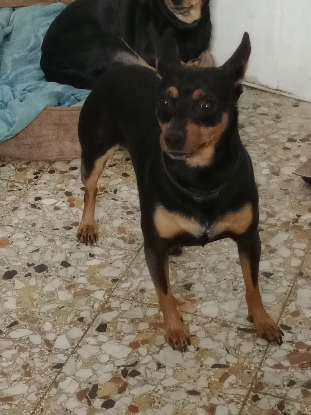 Lost Dog in Catania