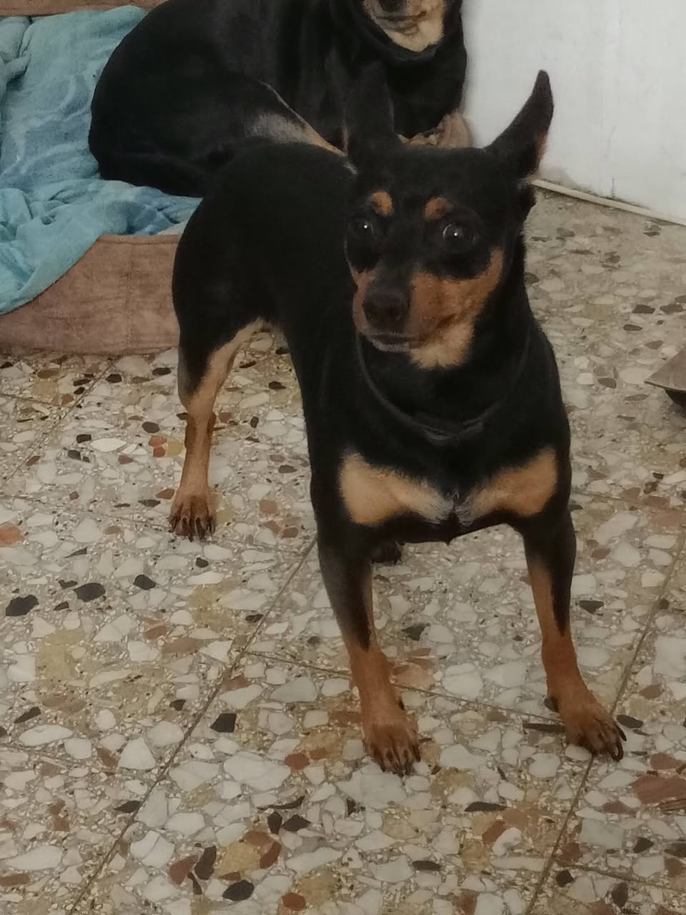 Lost Dog in Catania
