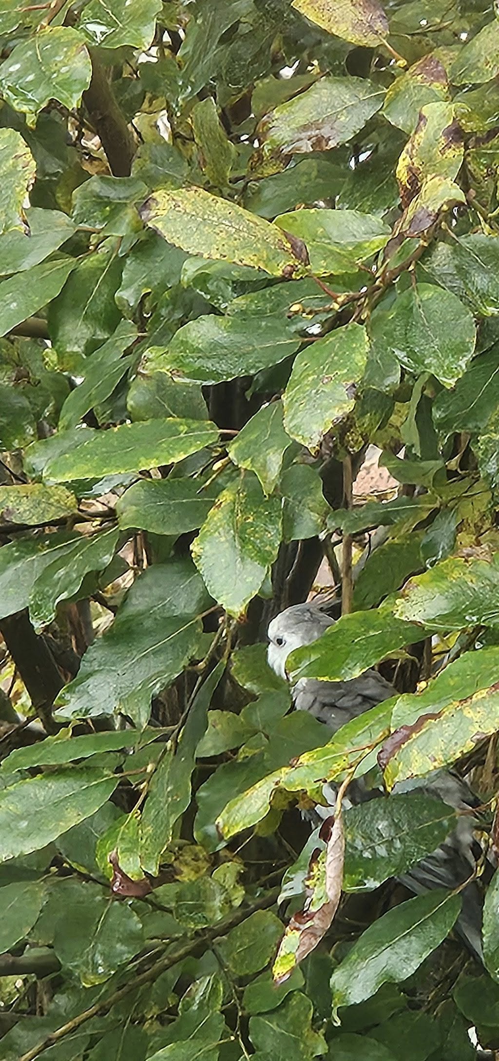 Found bird