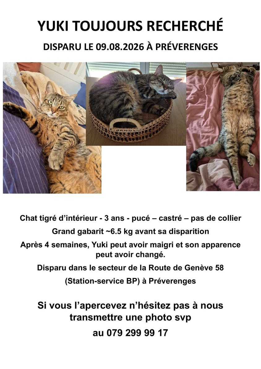 Lost cat