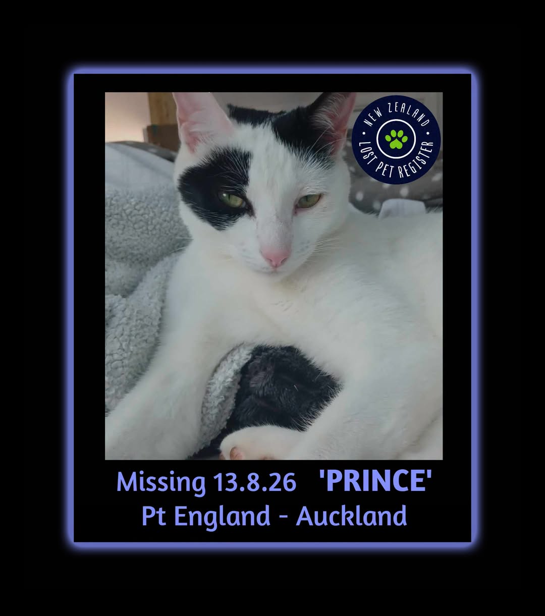 Lost cat