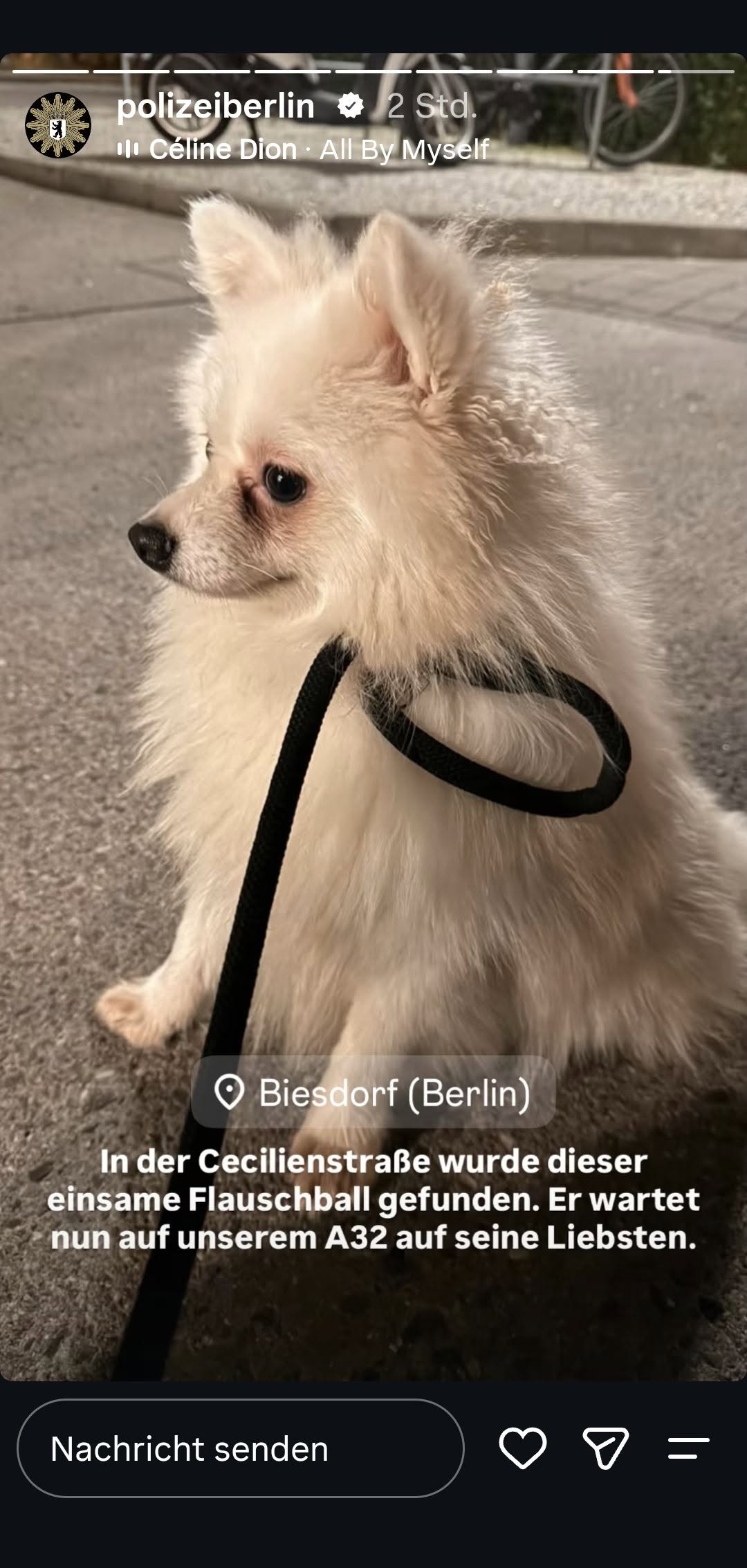 Found dog