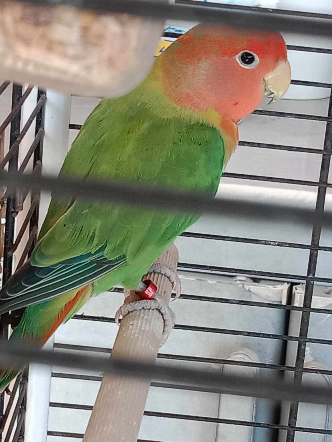 Found Bird in Tremestieri Etneo