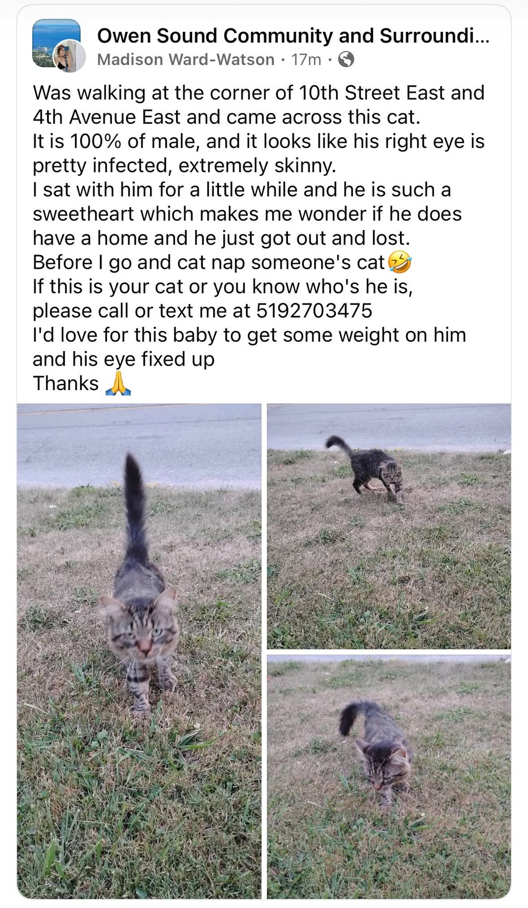 Found cat