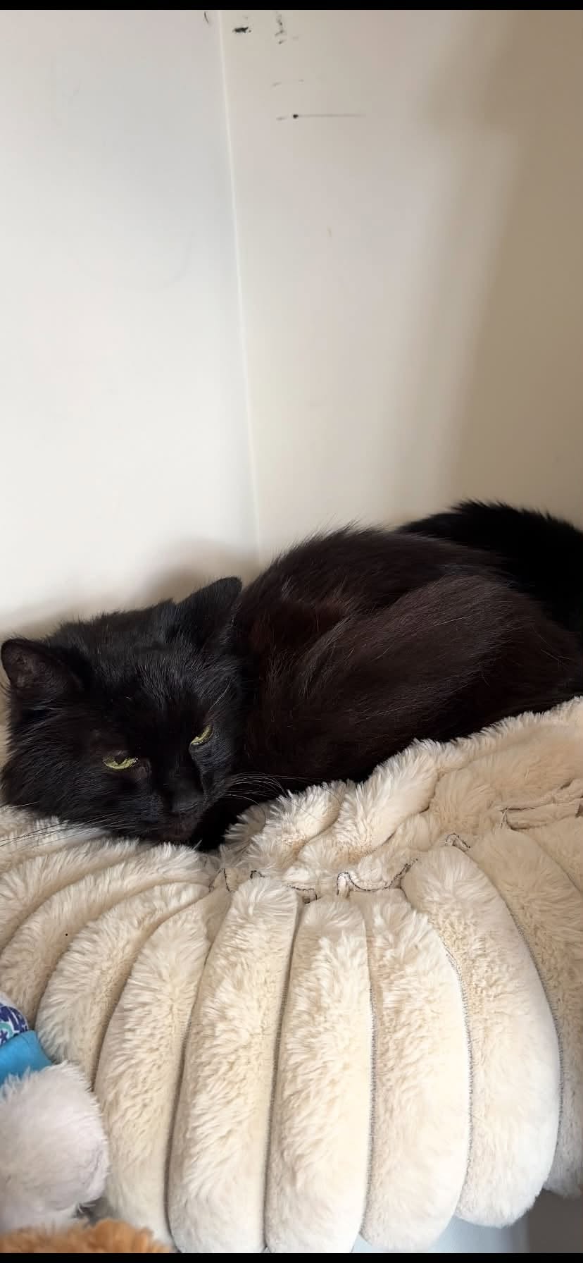 Lost cat