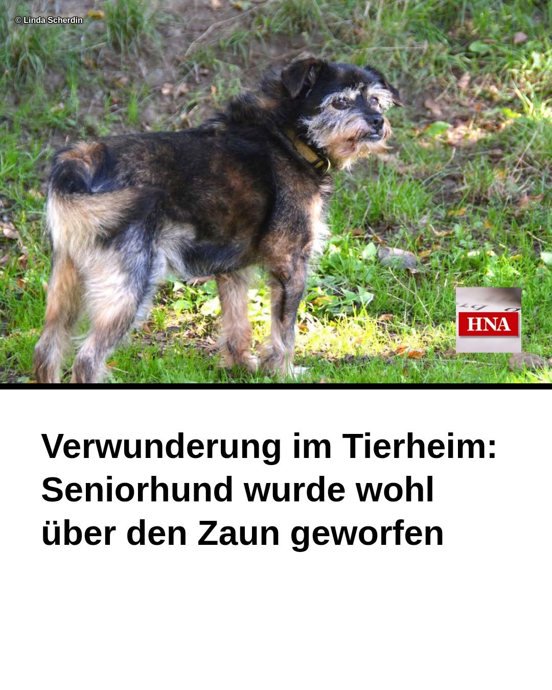 Found dog