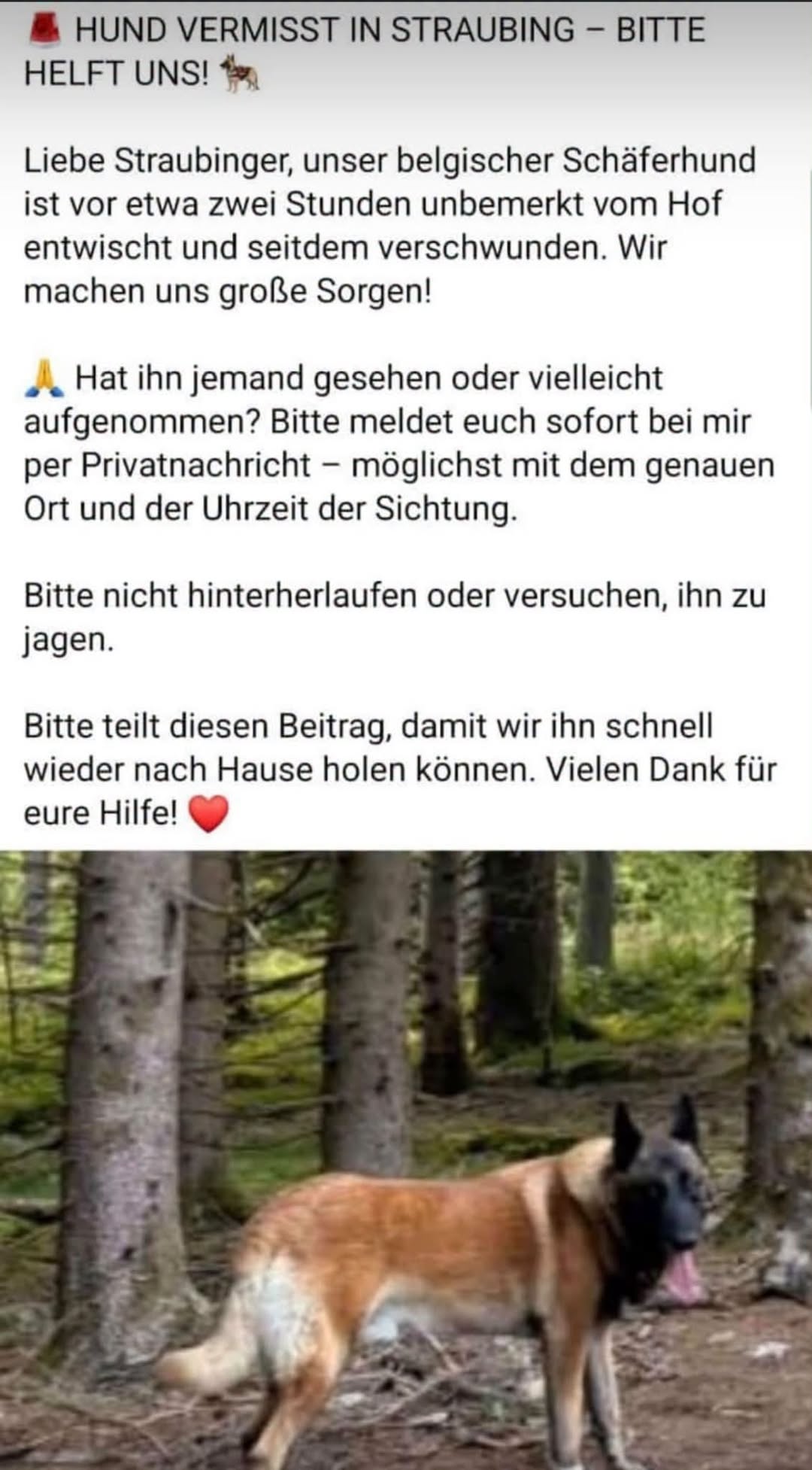 Lost Dog in Straubing