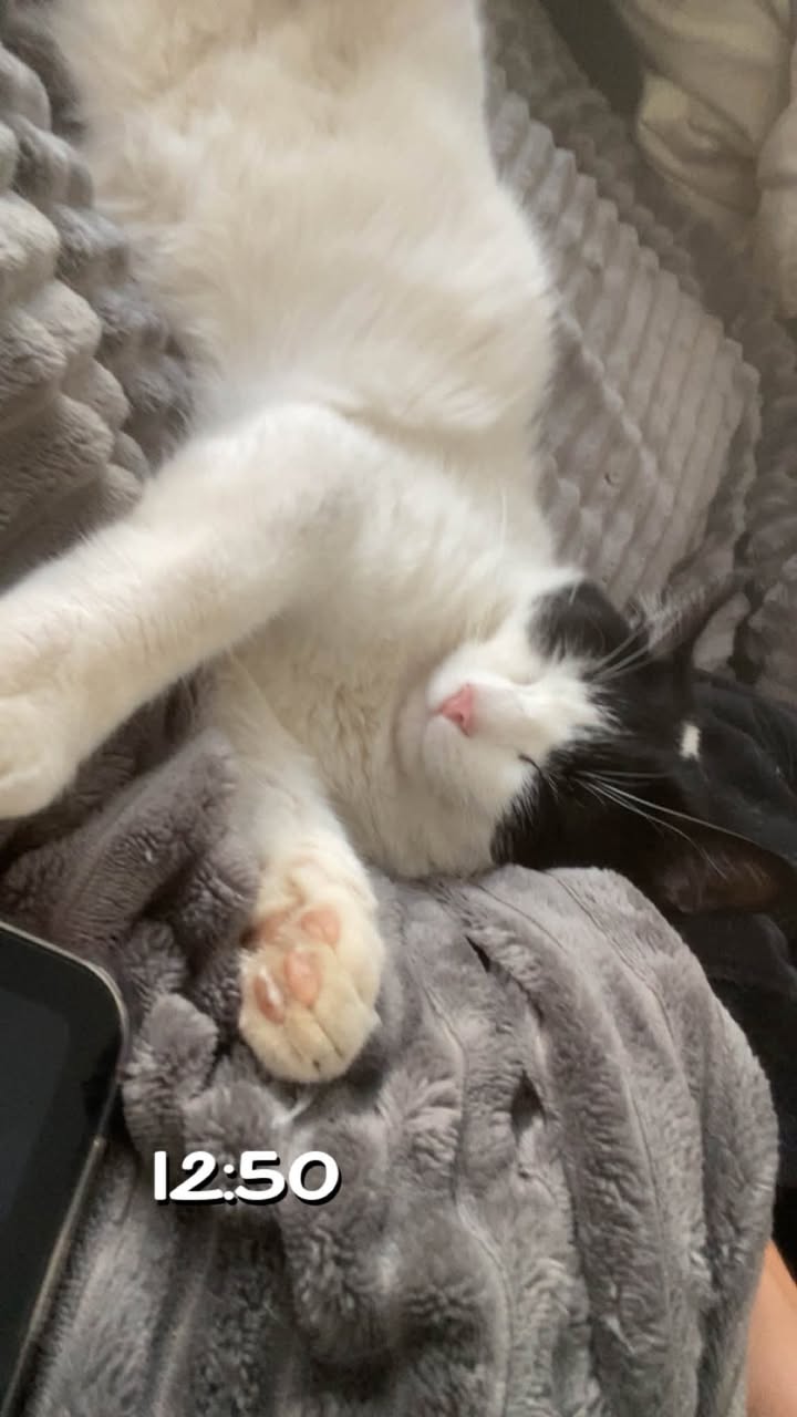 Lost cat