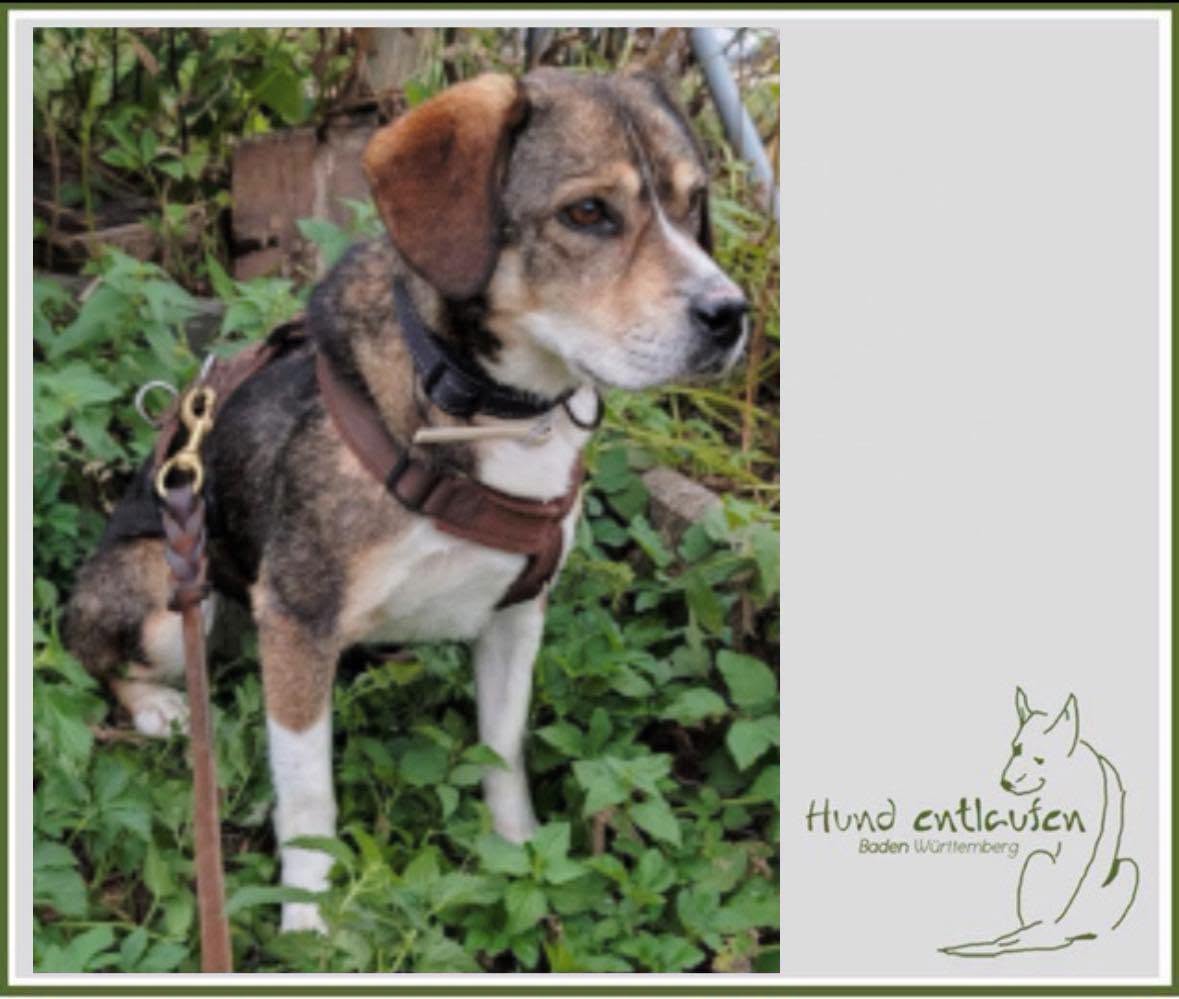 Lost Dog in Baden-WüRttemberg