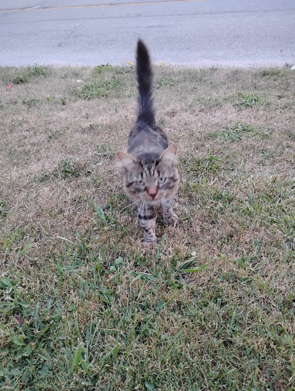 Found cat