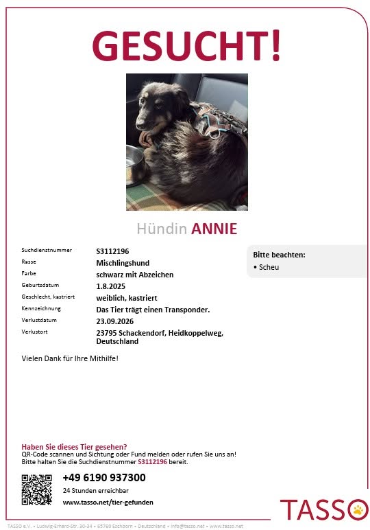 Lost Dog in Schackendorf