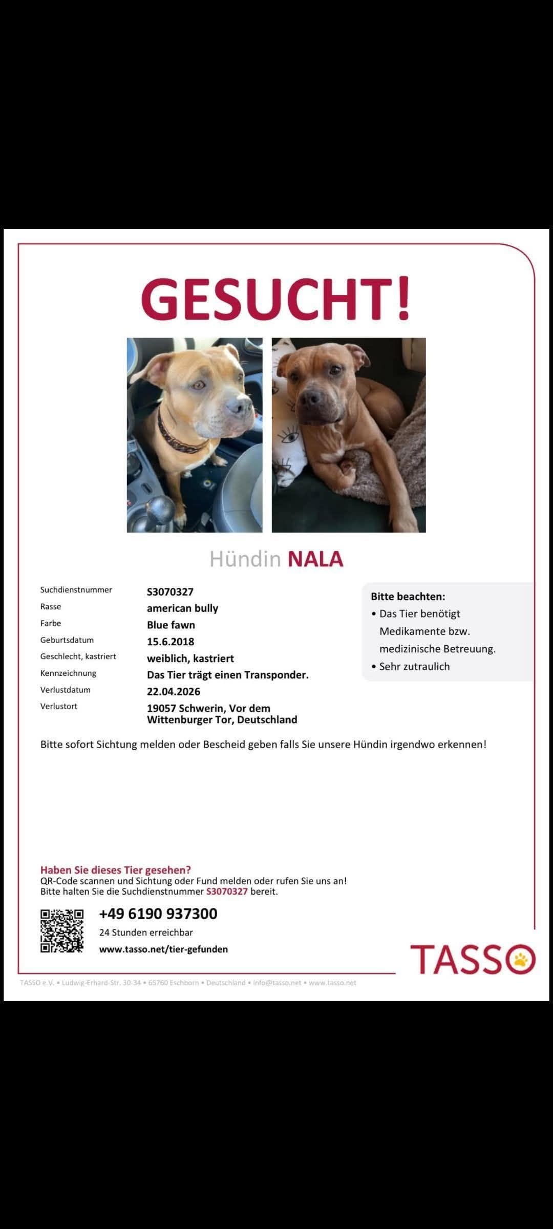 Lost dog
