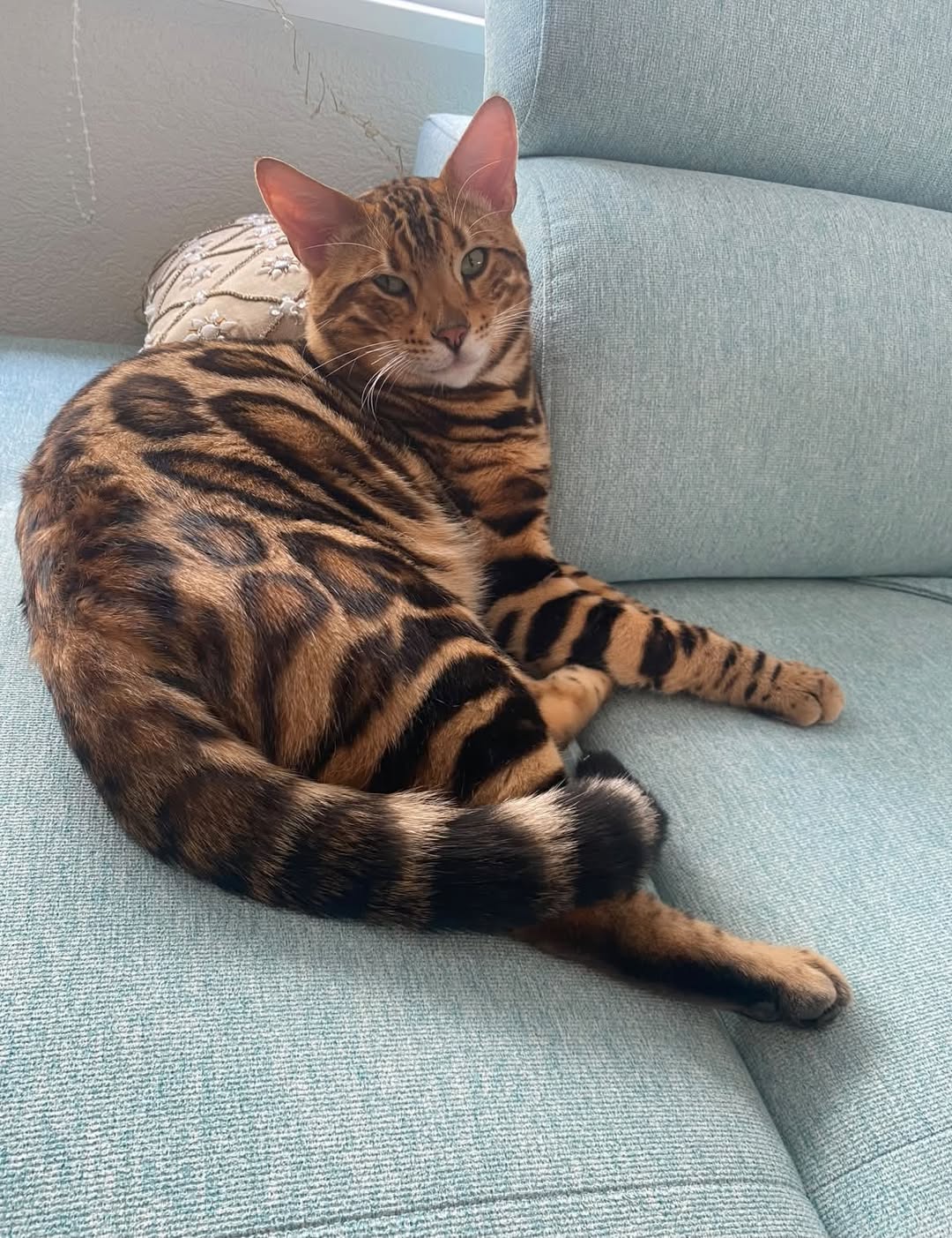 Lost Cat in Rolle