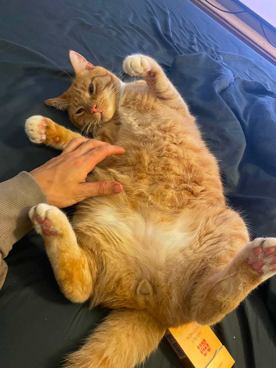 Lost cat