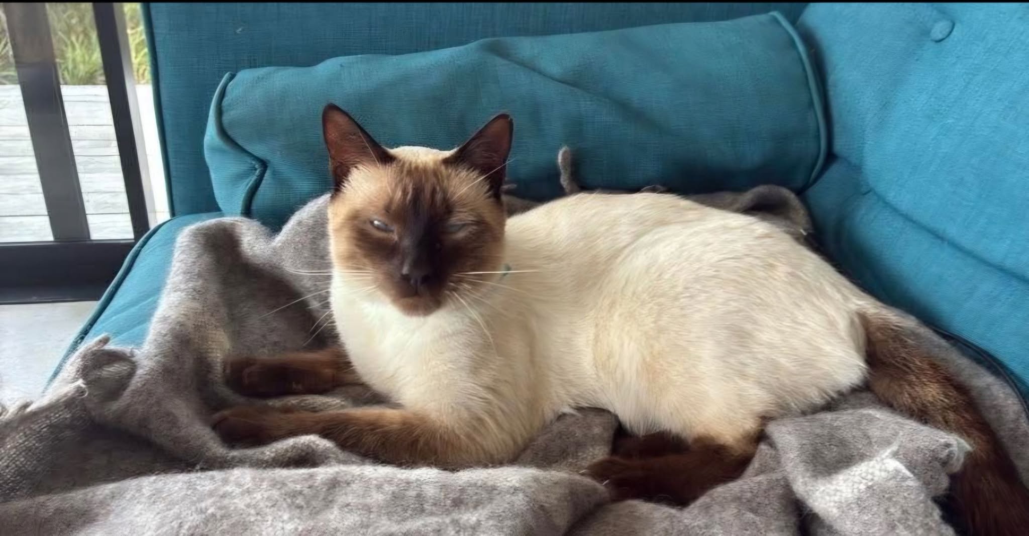 Lost Cat in Waipu
