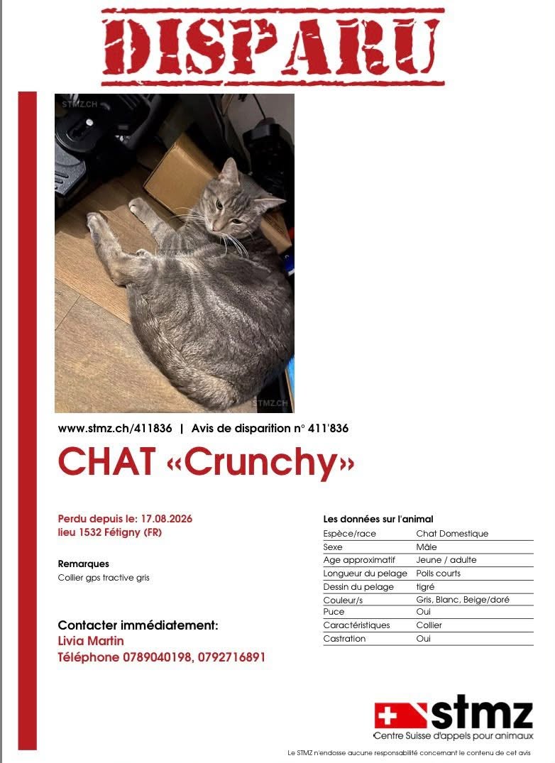 Lost cat