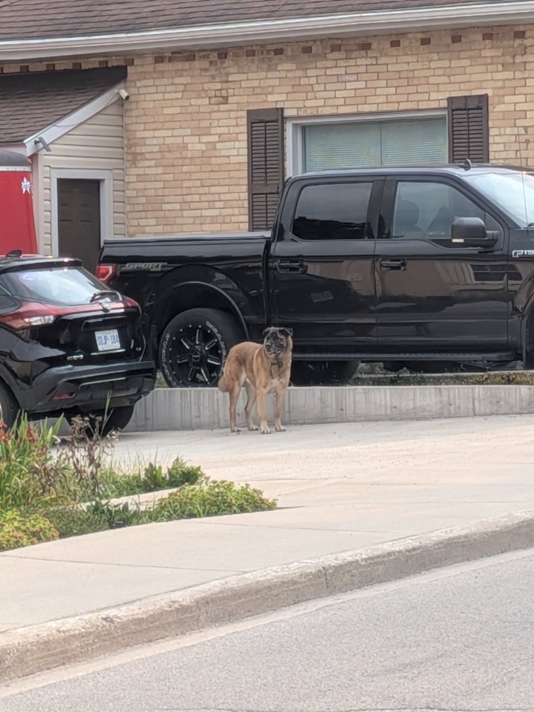 Found dog