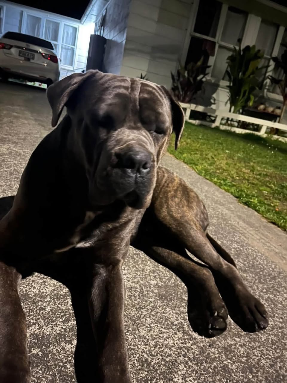 Found dog