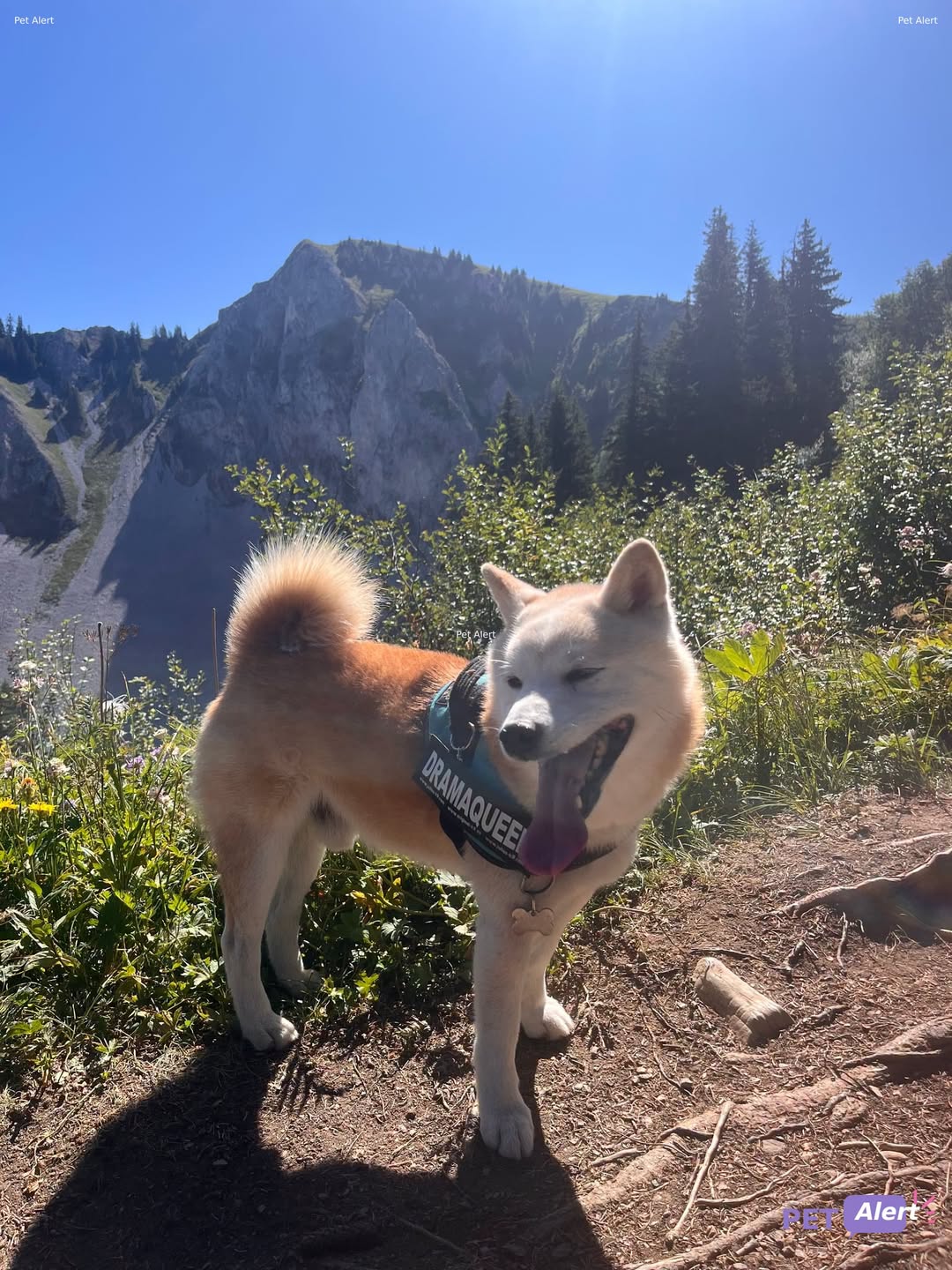 Lost Dog in Prilly
