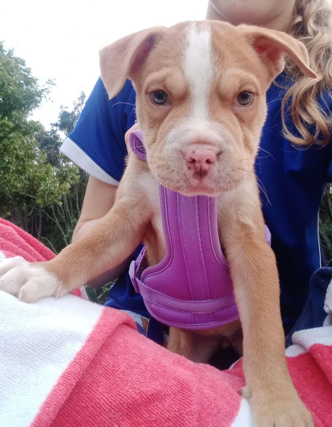 Found dog